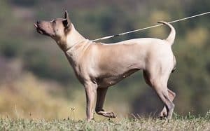Thai Ridgeback Dog Italia, femmina mantello isabella