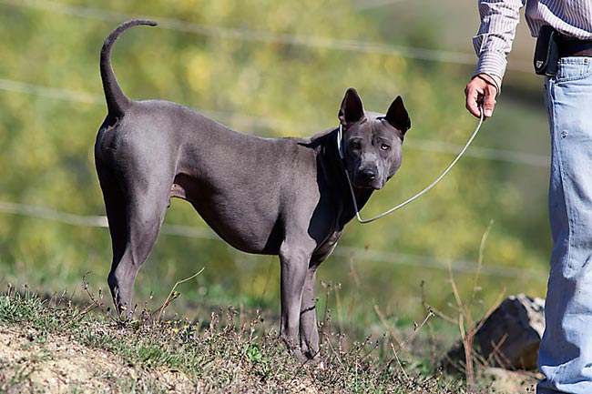 Thai Ridgeback Dog Italia, maschio blu, Chaber Xena Sawa