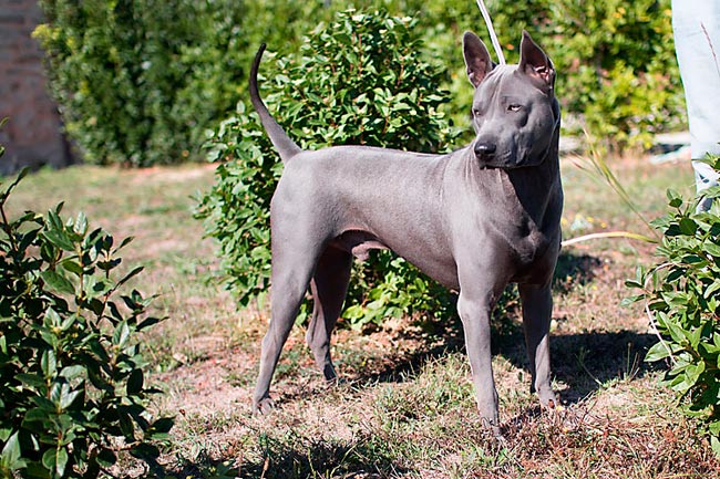Thai Ridgeback Dog Italia, maschio blu, Chaber Xena Sawa