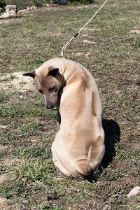 Thai Ridgeback Dog Italia, femmina mantello isabella
