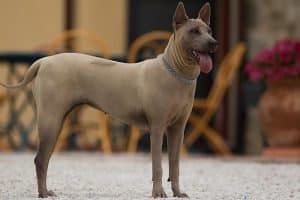 Thai Ridgeback Dog Italia femmina isabella
