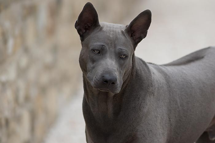 Thai Ridgeback Dog, maschio blu