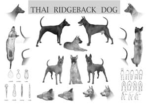 Caratteristiche del Thai Ridgeback Dog