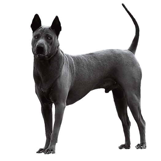 Thai Ridgeback Dog blu