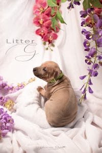 Femmina di thai ridgeback dog nata a novambre 2021. Colore isabella, pelo molto corto, bellissima cresta.