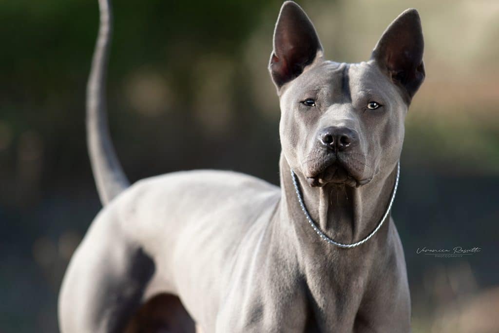 Maschio di thai ridgeback dog, di colore blu. 