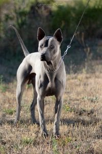 Maschio di thai ridgeback dog di colore blu