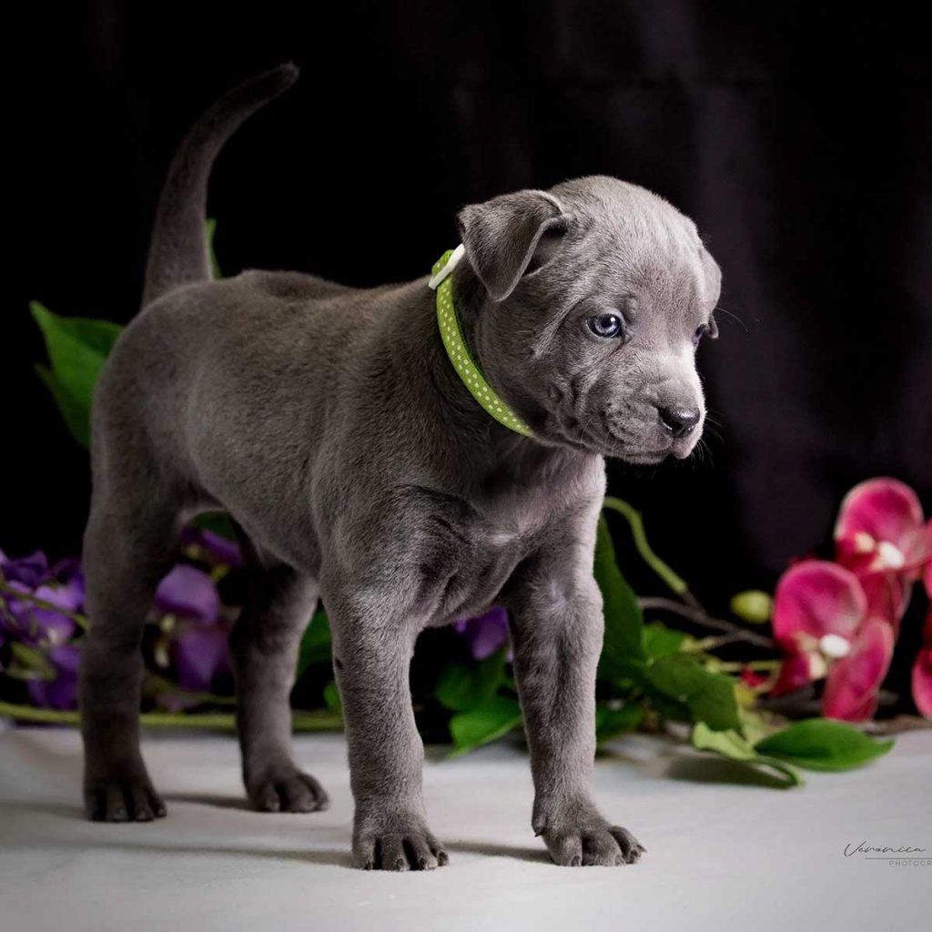 Cucciolo blu di thai ridgeback dog, in piedi