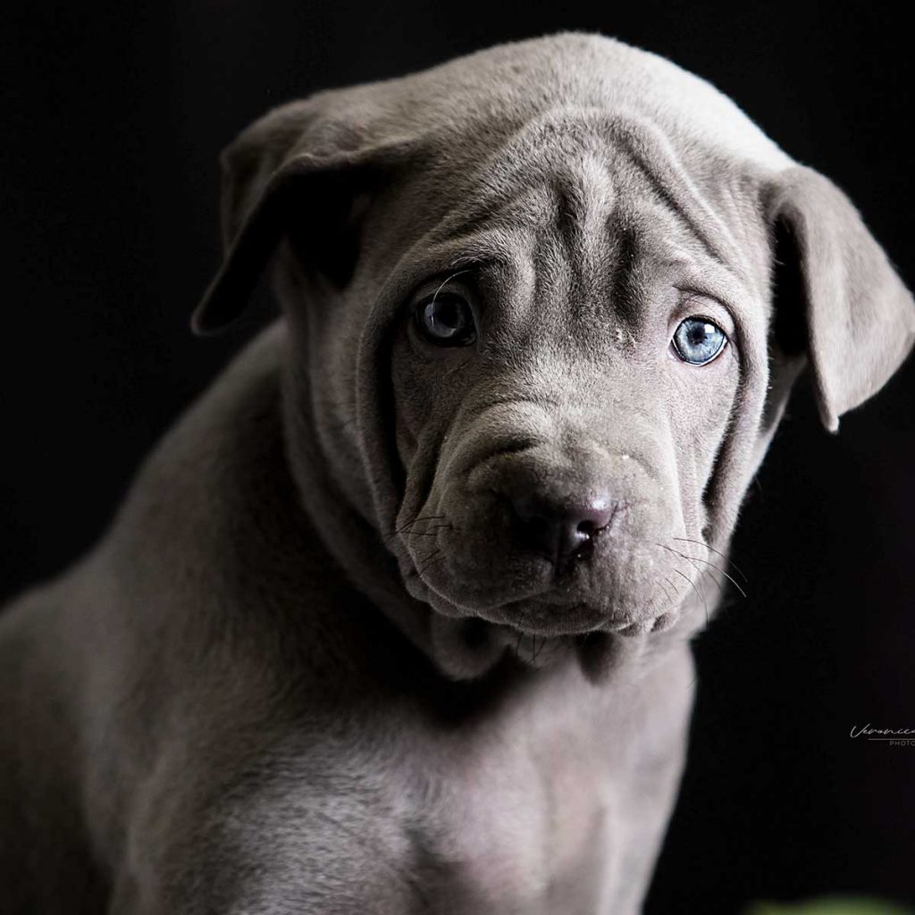 Cucciolo blu di thai ridgeback dog