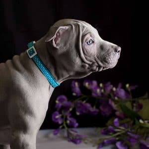 Cucciolo di thai ridgeback dog, colore blu