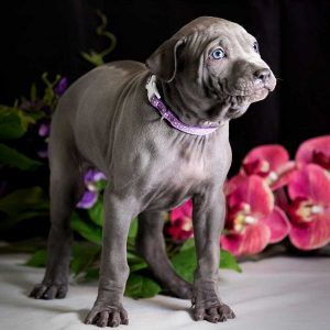Cucciolo blu di thai ridgeback dog, nato a novembre 2021